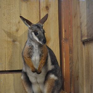 Yellow Footed Rock Wallaby - December 2015