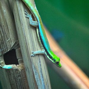 Yellow Headed Day Gecko - December 2015