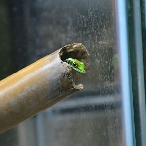 Yellow Headed Day Gecko - December 2015