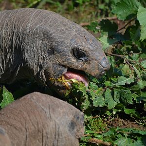 Aldabran Giant Tortoise - September 2016