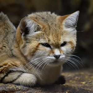 Arabian Sand Cat - September 2016