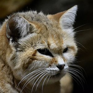 Arabian Sand Cat - September 2016