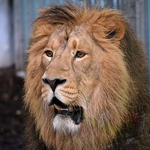 Asiatic Lion - September 2016