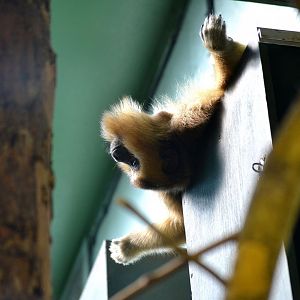 Blue And Gold Howler Monkey - September 2016