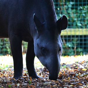 Brazilian Tapir - September 2016