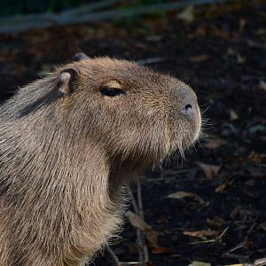 Capybara - September 2016