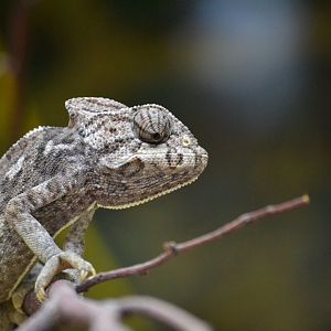 Common Chameleon - September 2016