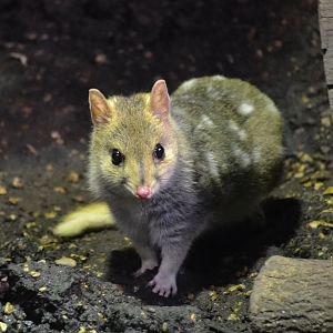 Eastern Quoll - September 2016