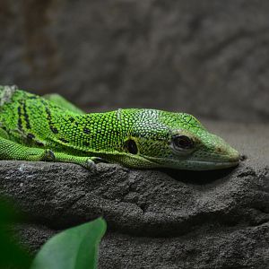 Green Tree Monitor - September 2016