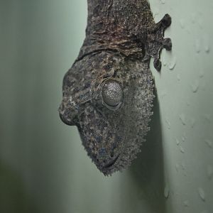 Henkel's Leaf Tailed Gecko - September 2016