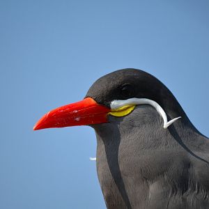 Inca Tern - September 2016