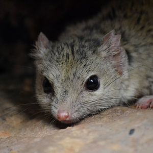 Kowari - September 2016