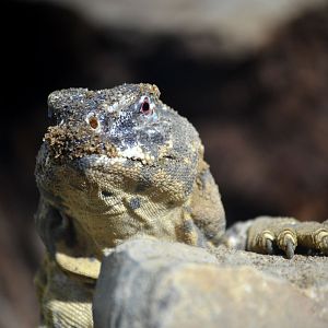 Leptien's Spiny Tailed Lizard - September 2016