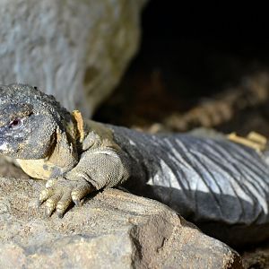 Leptien's Spiny Tailed Lizard - September 2016