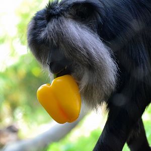 Lion Tailed Macaque - September 2016