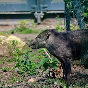 Negros Island Warty Pig - September 2016