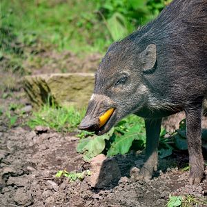 Negros Island Warty Pig - September 2016