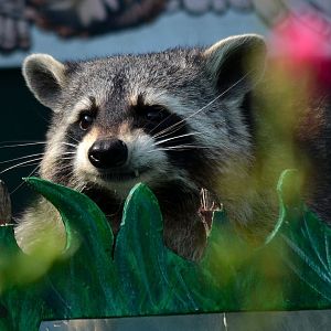 Northern Raccoon - September 2016