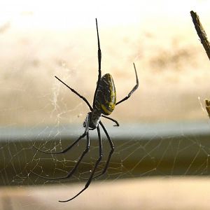 Red Legged Golden Orb Weaving Spider - September 2016