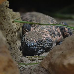 Reticulate Gila Monster - September 2016