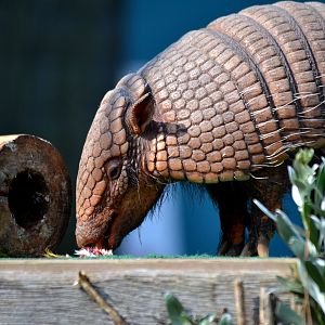 Six Banded Armadillo - September 2016