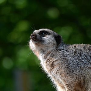 Slender Tailed Meerkat - September 2016