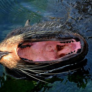 South American fur Seal - September 2016