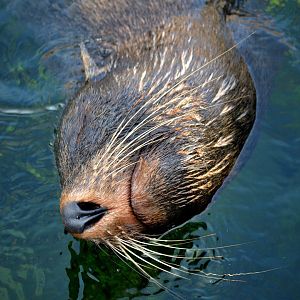 South American Fur Seal - September 2016