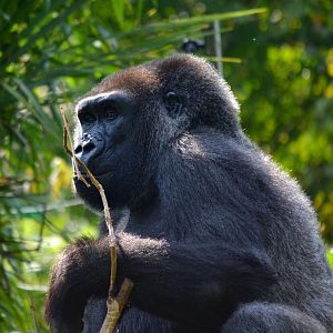 Western Lowland Gorilla - September 2016