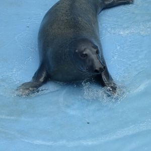 Grey seal