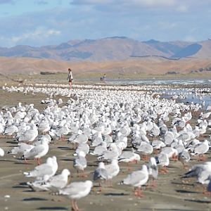 Red-billed gulls