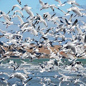 Red-billed gulls