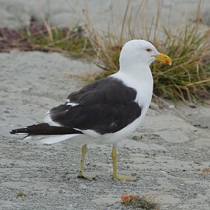 Dominican gull