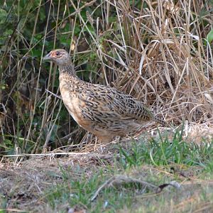 Female ring-necked pheasant  (Introduced)