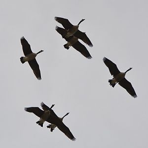 Canada geese  (introduced).