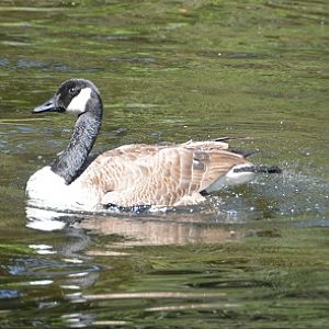 Canada goose  (introduced).