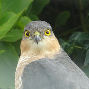 Male Sparrowhawk