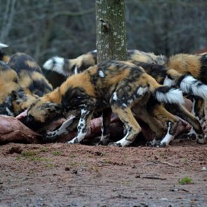 African Hunting Dog - March 2018