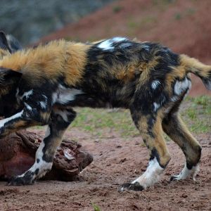African Hunting Dog - March 2018
