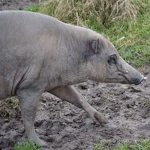 Babirusa - March 2018