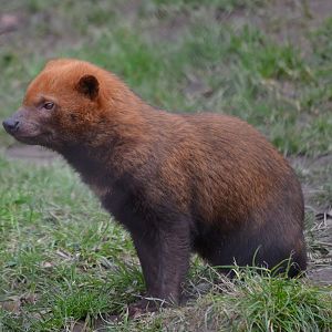Bush Dog - March 2018