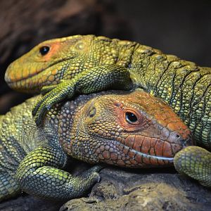 Caiman Lizard - March 2018