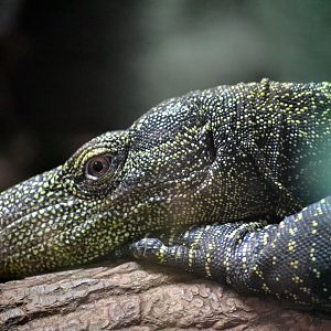 Crocodile Monitor - March 2018
