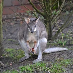 Dusky Pademelon - March 2018