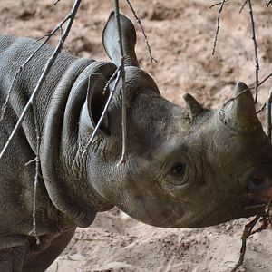 Eastern Black Rhinoceros - March 2018