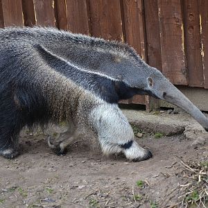 Giant Anteater - March 2018