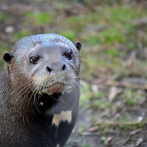 Giant Otter - March 2018