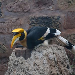 Great Indian Hornbil - March 2018