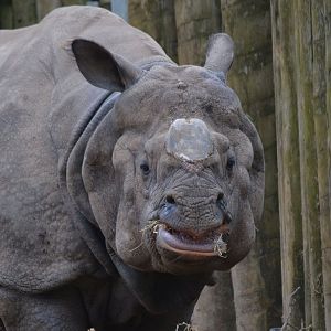 Indian Rhinoceros - March 2018
