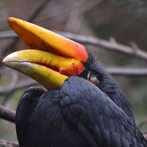 Javan Rhinoceros Hornbill - March 2018